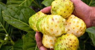 Manfaat Mengkudu untuk Kesehatan yang Perlu Anda Ketahu