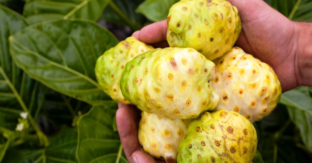 Manfaat Mengkudu untuk Kesehatan yang Perlu Anda Ketahu