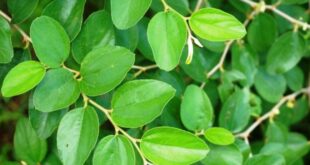 Manfaat Khasiat Daun Bidara untuk Kesehatan Obat Masuk Angin Hingga Merawat Tulang dan Gigi
