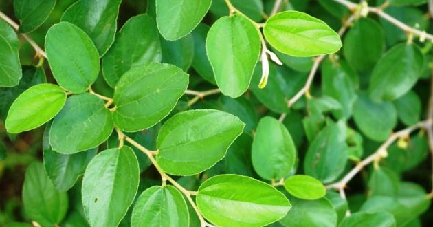 Manfaat Khasiat Daun Bidara untuk Kesehatan Obat Masuk Angin Hingga Merawat Tulang dan Gigi